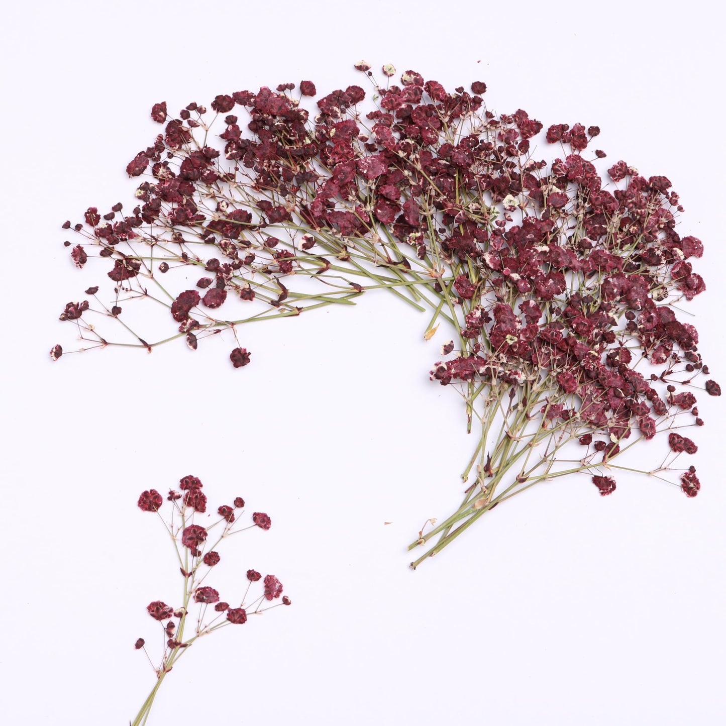 LYFORTZY 30 Pcs Dark Red Baby's Breath Real Dried Pressed Flowers.Vacuum-Packed Mini Dried Baby's Breath Flowe Specimen +1 Tweezers, for Resin Art /DIY Making Wedding Card/ Home Party Decor.