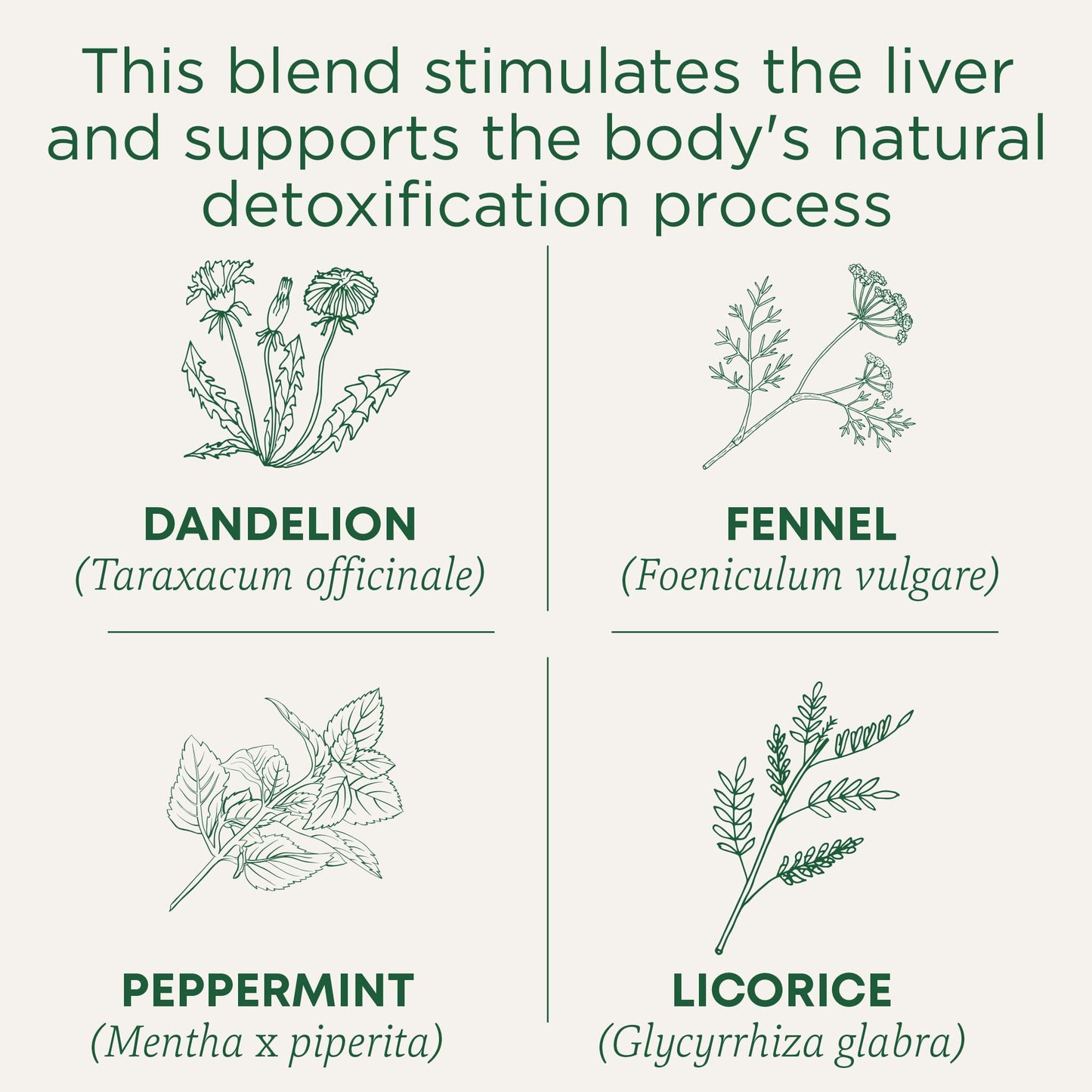 Traditional Medicinals Tea, Organic EveryDay Detox Dandelion, Supports Healthy Liver & Kidney Function, Detox, 16 Tea Bags