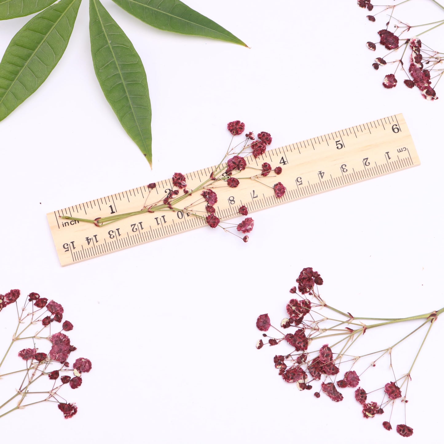 LYFORTZY 30 Pcs Dark Red Baby's Breath Real Dried Pressed Flowers.Vacuum-Packed Mini Dried Baby's Breath Flowe Specimen +1 Tweezers, for Resin Art /DIY Making Wedding Card/ Home Party Decor.